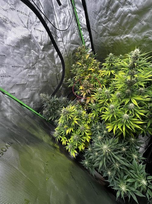 StrawBerry Gorilla RF3. Week 10