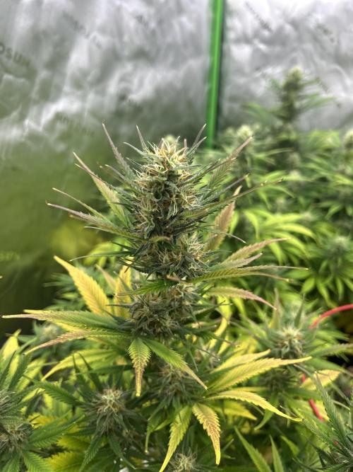Apple Strudel Auto. Week 10