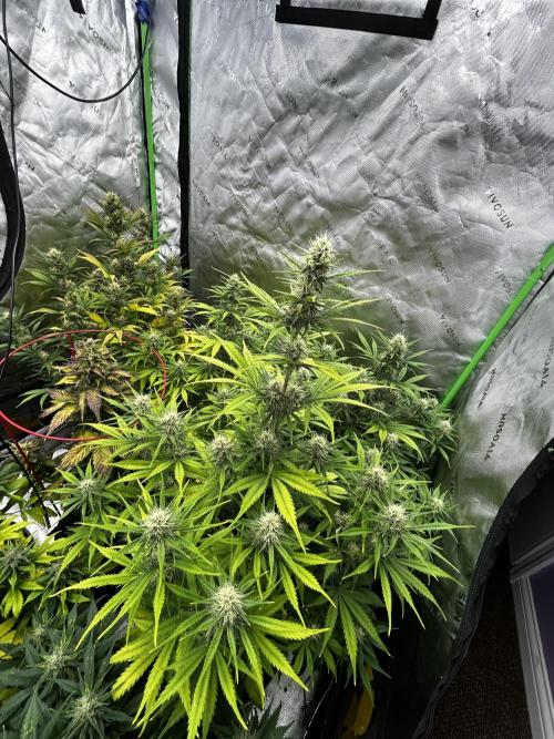 Apple Strudel Auto. Week 10