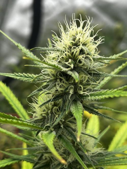 Apple Strudel Auto. Week 10