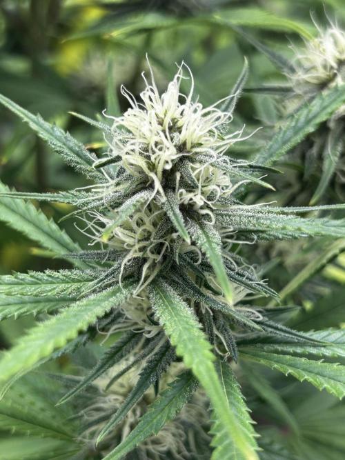 Apple Strudel Auto. Week 10