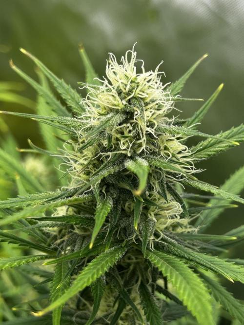 Apple Strudel Auto. Week 10
