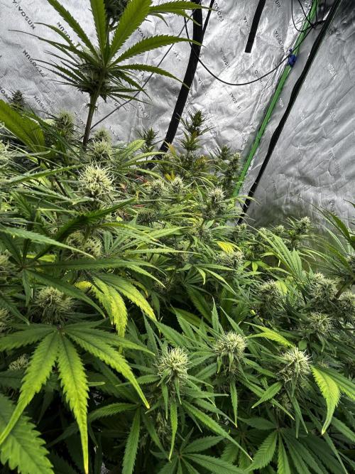 Apple Strudel Auto. Week 10