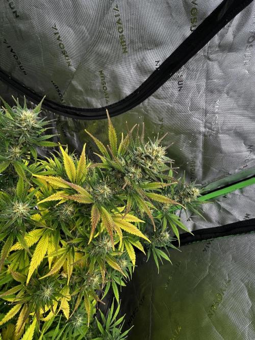 Apple Strudel Auto. Week 10