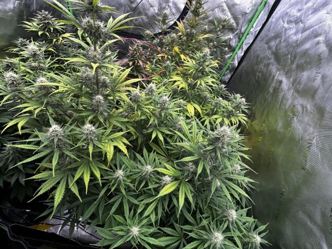Apple Strudel Auto. Week 10