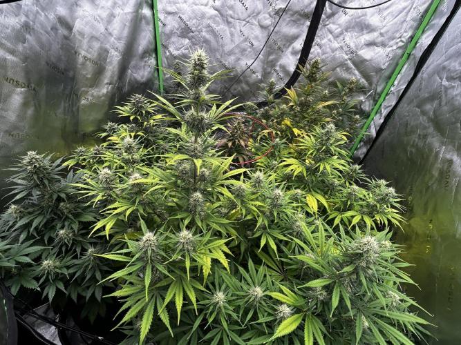 Apple Strudel Auto. Week 10