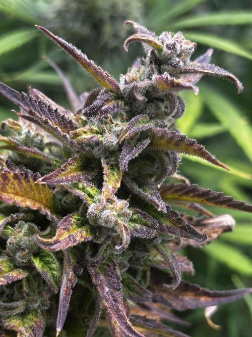 StrawBerry Gorilla RF3. Week 11