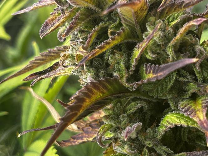 StrawBerry Gorilla RF3. Week 11