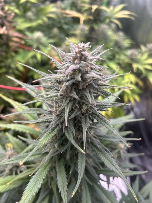StrawBerry Gorilla RF3. Week 11