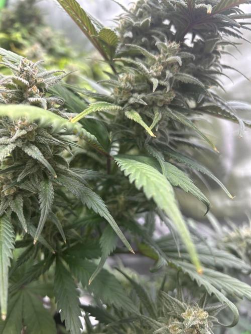 StrawBerry Gorilla RF3. Week 11