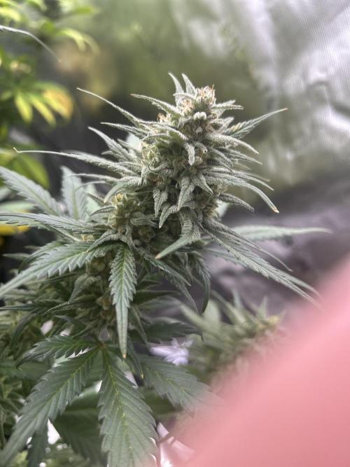 StrawBerry Gorilla RF3. Week 11