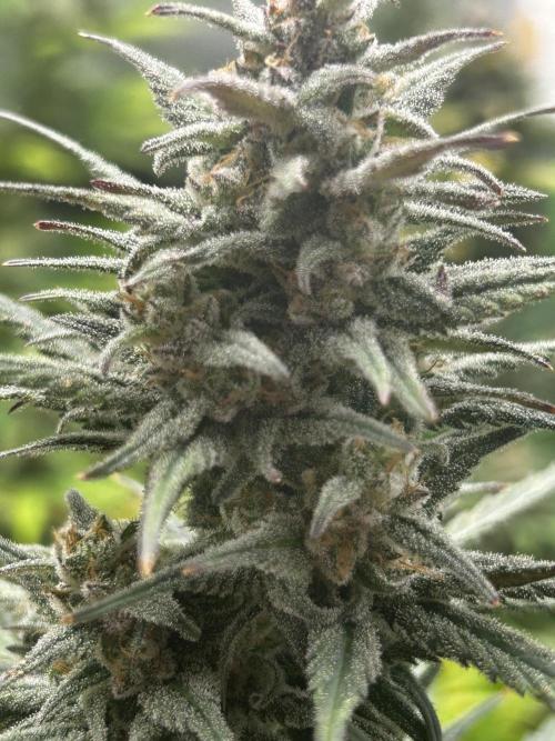 StrawBerry Gorilla RF3. Week 11