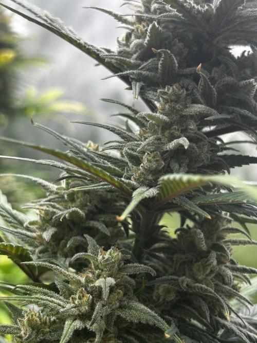StrawBerry Gorilla RF3. Week 11