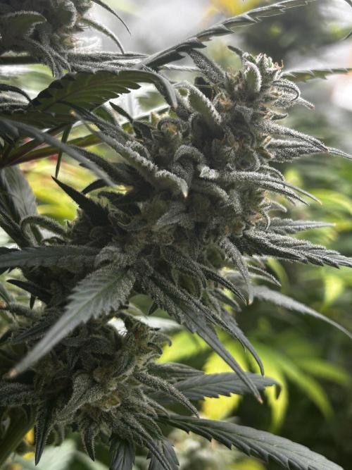 StrawBerry Gorilla RF3. Week 11