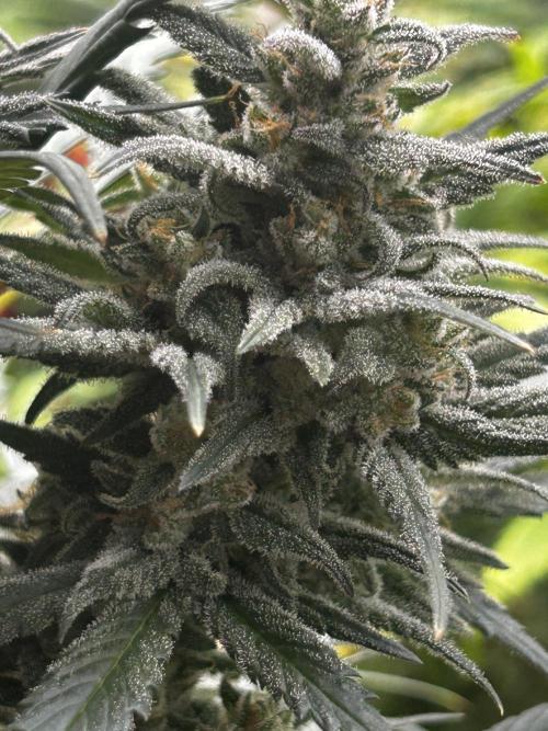 StrawBerry Gorilla RF3. Week 11