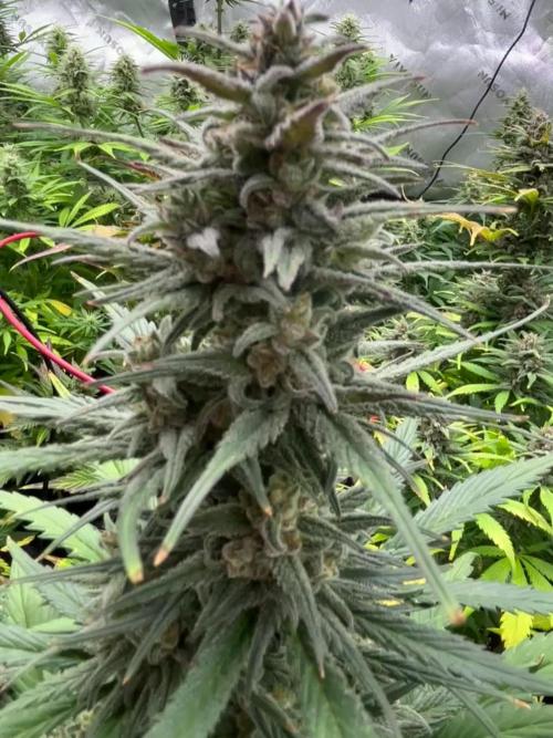 StrawBerry Gorilla RF3