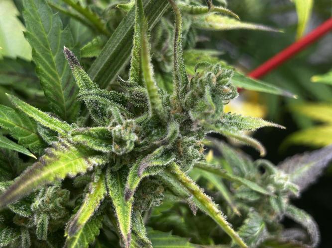 StrawBerry Gorilla RF3. Week 11