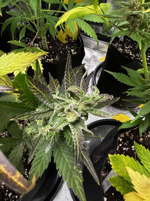 StrawBerry Gorilla RF3. Week 11