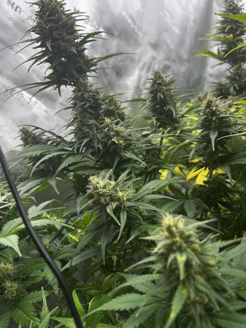 StrawBerry Gorilla RF3. Week 11