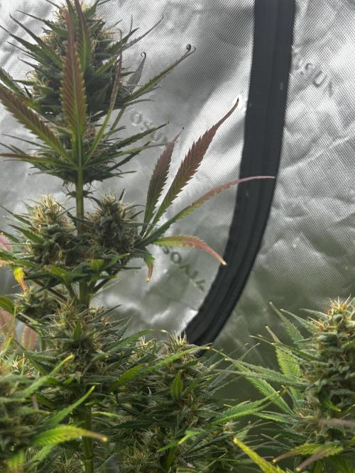 Apple Strudel Auto. Week 11