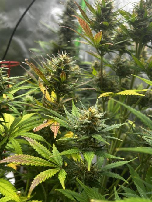 Apple Strudel Auto. Week 11