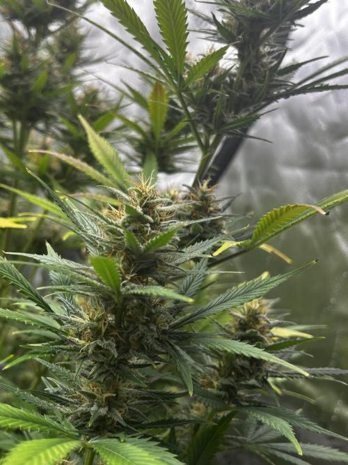 Apple Strudel Auto. Week 11