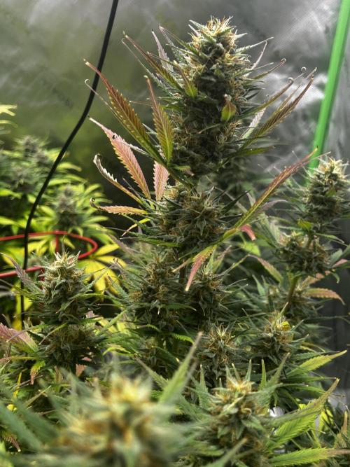 Apple Strudel Auto. Week 11