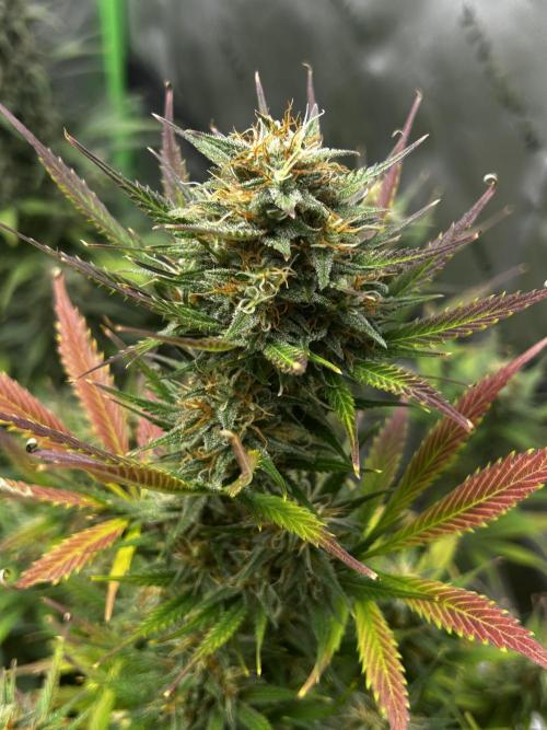 Apple Strudel Auto. Week 11