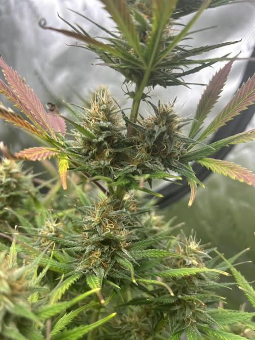 Apple Strudel Auto. Week 11