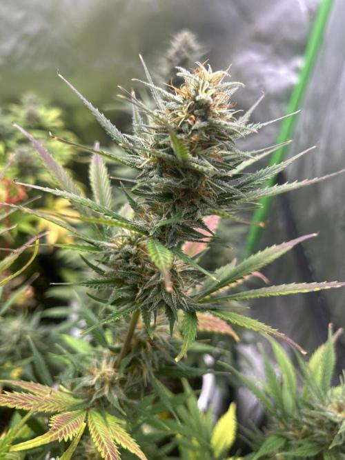 Apple Strudel Auto. Week 11