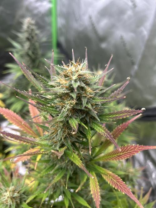 Apple Strudel Auto. Week 11