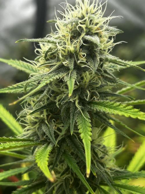 Apple Strudel Auto. Week 11