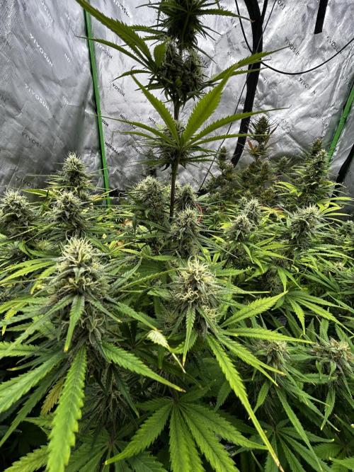 Apple Strudel Auto. Week 11