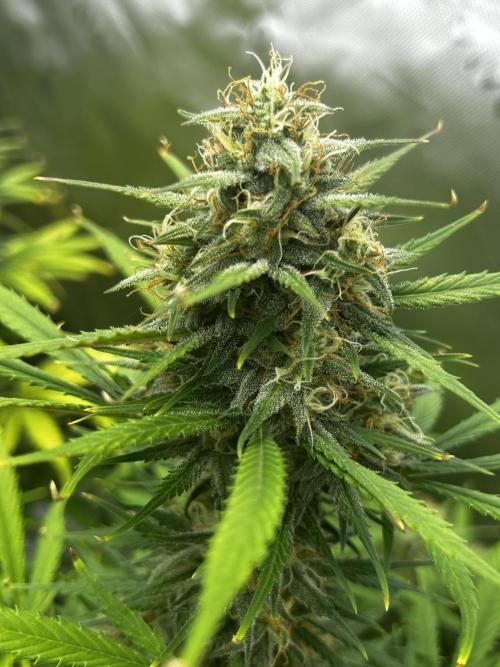 Apple Strudel Auto. Week 11