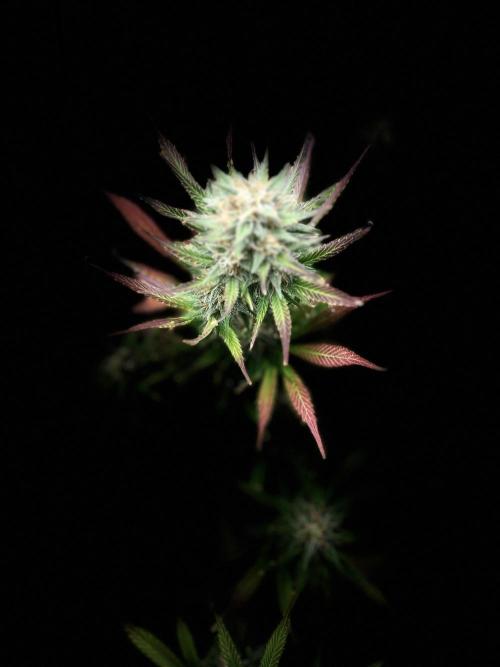 Apple Strudel Auto. Week 11