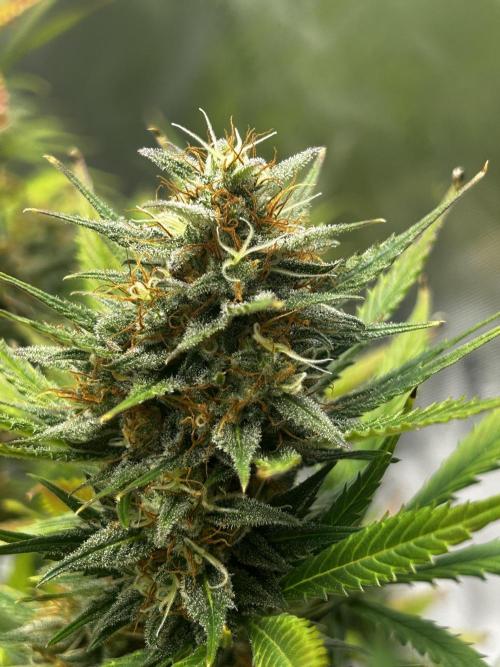 Apple Strudel Auto. Week 12