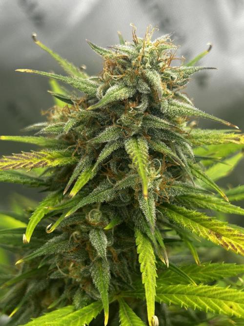 Apple Strudel Auto. Week 12