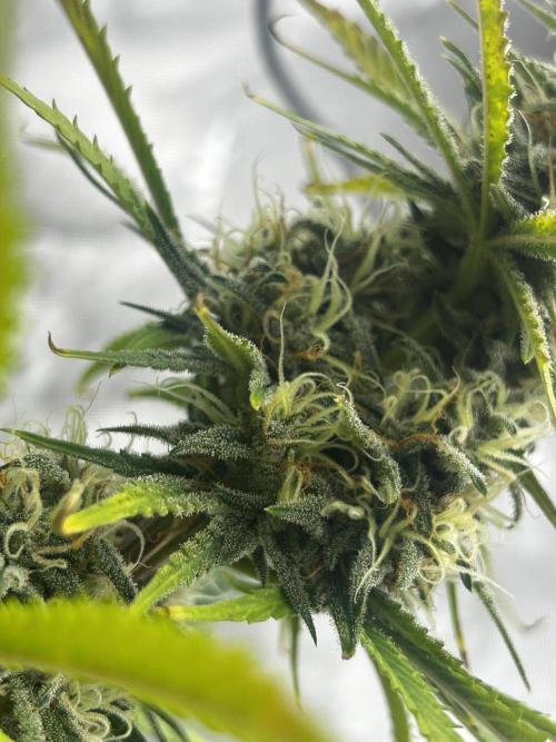 Apple Strudel Auto. Week 12