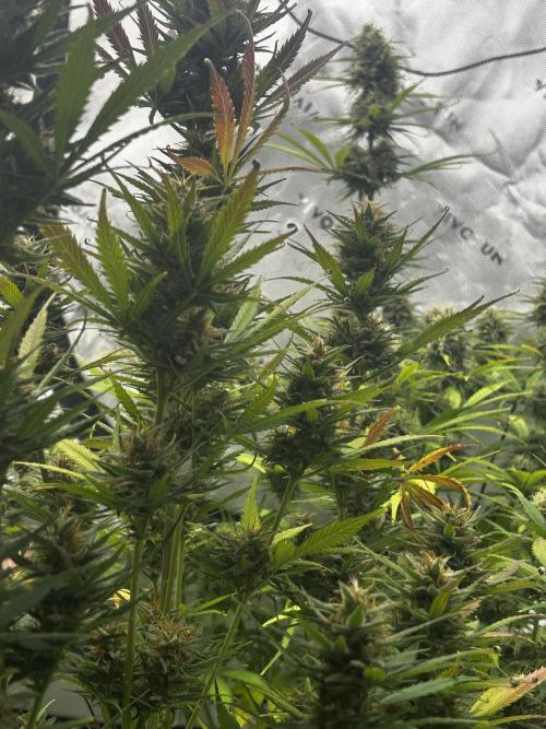 Apple Strudel Auto. Week 12