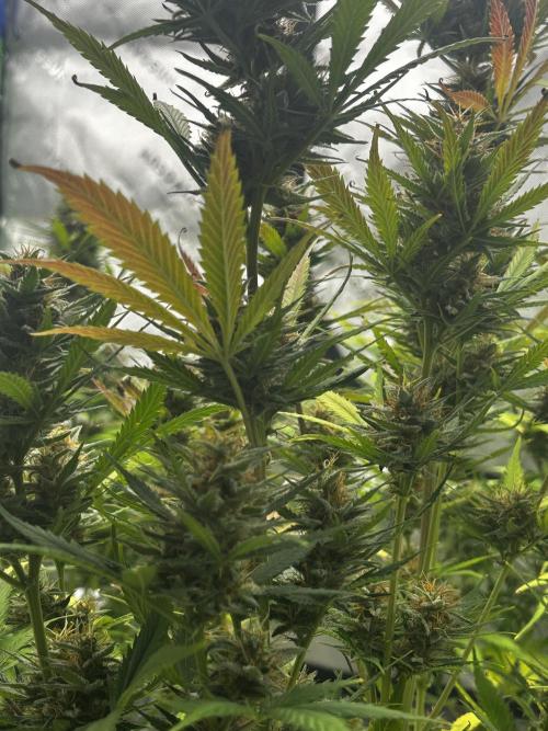 Apple Strudel Auto. Week 12