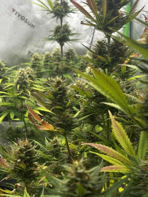 Apple Strudel Auto. Week 12