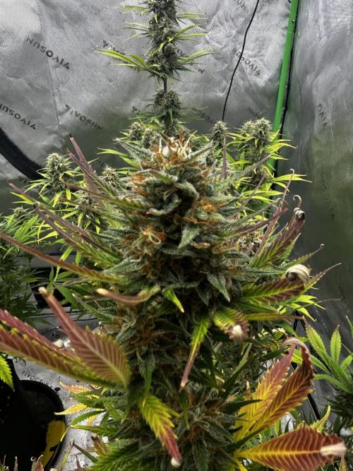 Apple Strudel Auto. Week 12