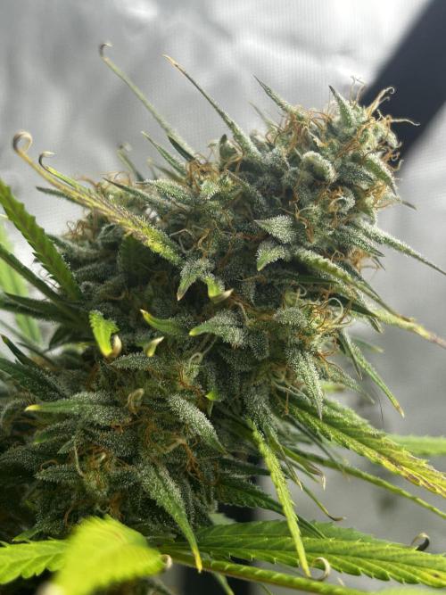 Apple Strudel Auto. Week 12