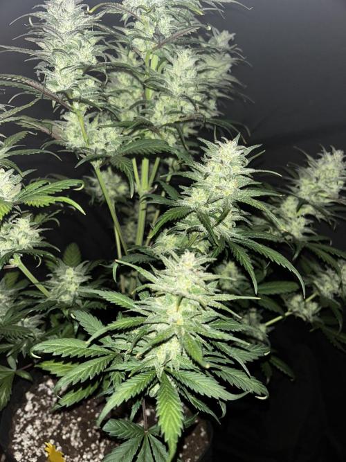StrawBerry Gorilla RF3. Week 12