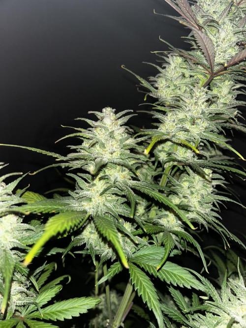 StrawBerry Gorilla RF3. Week 12