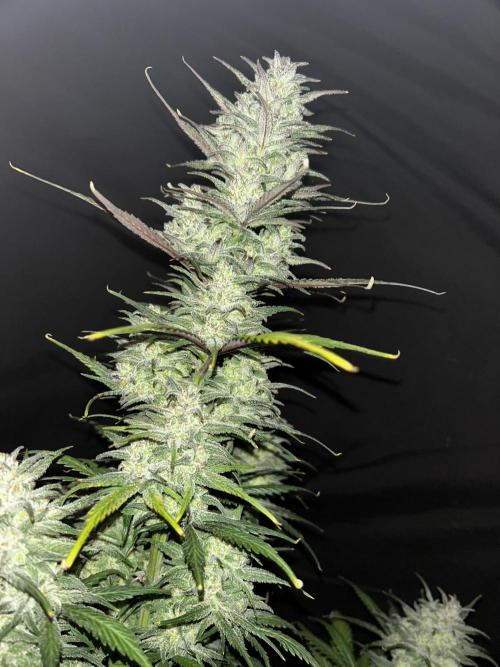 StrawBerry Gorilla RF3. Week 12