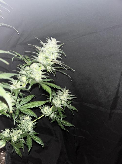StrawBerry Gorilla RF3. Week 12