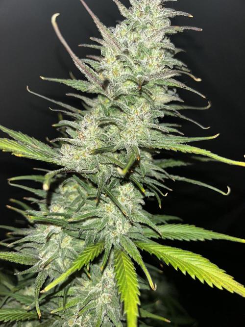 StrawBerry Gorilla RF3. Week 12