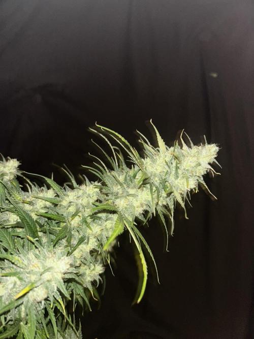 StrawBerry Gorilla RF3. Week 12