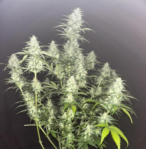 StrawBerry Gorilla RF3. Week 12